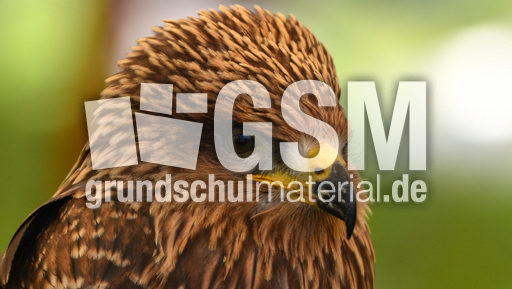 Schwarzmilan (3).jpg